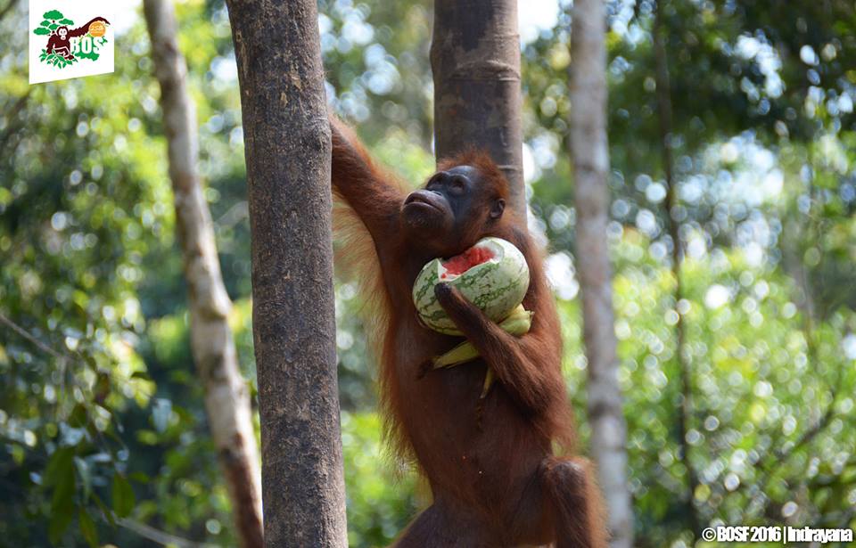 Nasib orangutan harus mendapat perhatian terlebih statusnya yang saat ini sudah Kritis. Foto: BOSF/Indrayana