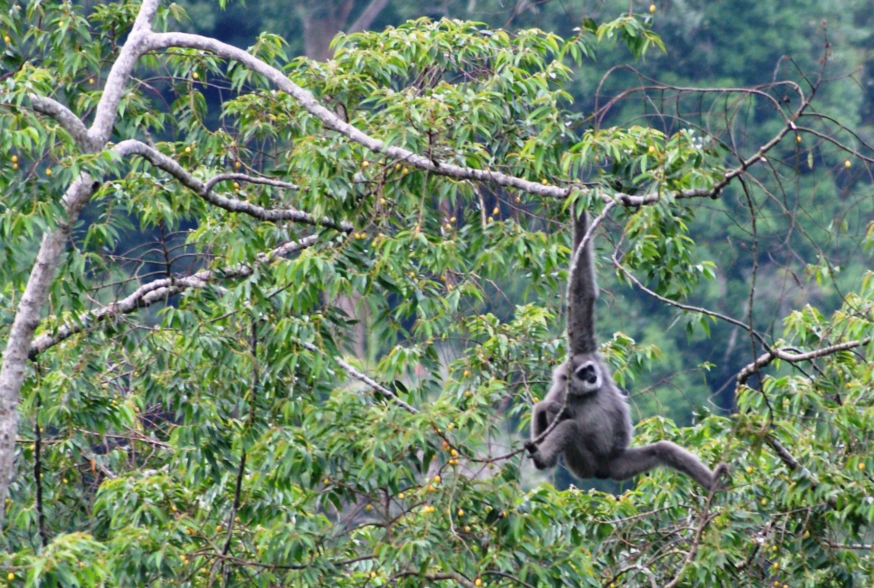 Owa jawa (hylobates moloch) salah satu hewan endemik yang ada di kawasan Taman Nasional Gunung Gede Pangrango, Jawa Barat. Foto : CI Indonesia