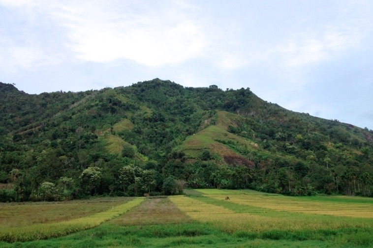 Persawahan dan pertanian sayur di Sungaipenuh yang menyebabkan hutan TNKS terus tergerus. Foto Taufik Wijaya