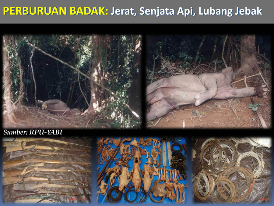 Perburuan badak harus dihentikan. Sumber: RPU-Yayasan Badak Indonesia (YABI)