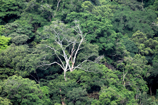 Pohon-pohon besar dan tinggi di bukit Joko Munjung, tempat persinggahan rangkong untuk mencari makan dan beristirahat. Foto: Petrus Riski