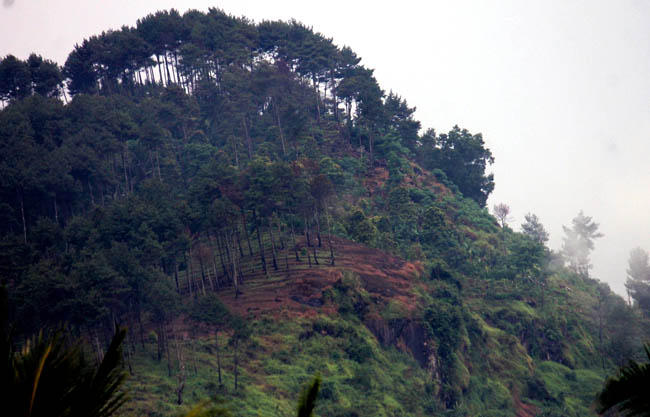 Puncak bukit ini akan ditambang bila pemerintah mengizinkan perusahaan penambang emas beroperasi di Trenggalek. Foto: Petrus Riski