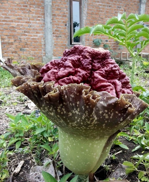 Bunga bangkai berjenis Amorphophallus paeoniifolius yang tumbuh di pekarangan rumah Desi Indriyani, warga Muara Komam, Kabupaten Paser, Kalimantan Timur. Foto: Desi Indriyani 