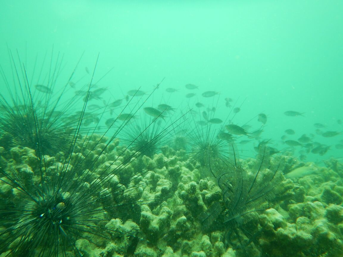 Kondisi terumbu karang di Pulau Abang, Batam. Terumbu karang tersebut terancam rusak karena sampah. Foto : M Ambari
