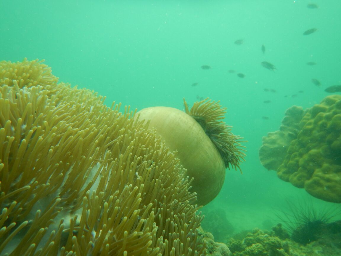 Kondisi terumbu karang di Pulau Abang, Batam. Terumbu karang tersebut terancam rusak karena sampah. Foto : M Ambari