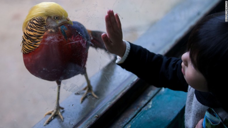 Burung Pheasant ini memiliki bulu yang tebal, cerah, dan bulu kepalanya seperti emas. Foto: Reuters/News.com 
