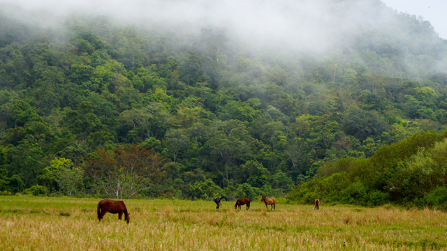Wilayah Sumbawa khas dengan peternakan kuda, termsuk di Cek Bocek. Biasa, kuda untuk alat transportasi mereka dan membawa hasil pertanian. Foto: Lusia Arumingtyas 
