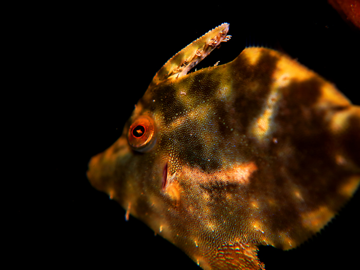 File fish di Selat Lembeh, Sulawesi Utara. Foto : Wisuda