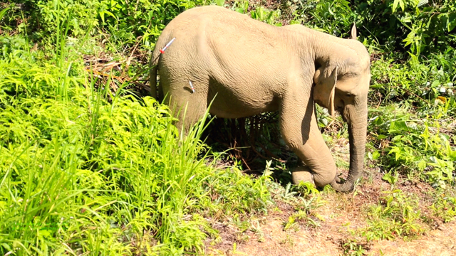Salah satu anak gajah yang terkena jerat dan kaki luka. Foto: Ayat S Karokaro