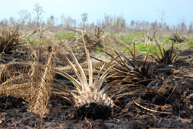 Satu contoh, tanam sawit di lahan gambut dan terbakar di Kalimantan Tengah. Foto: Sapariah Saturi