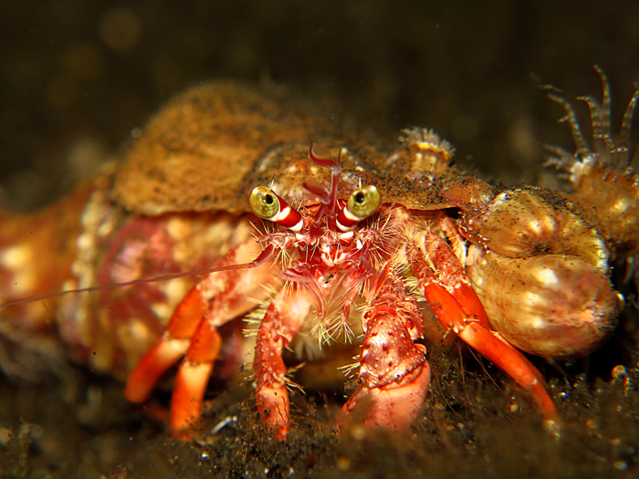 Hermit anemon crab di di Selat Lembeh, Sulawesi Utara. Foto : Wisuda