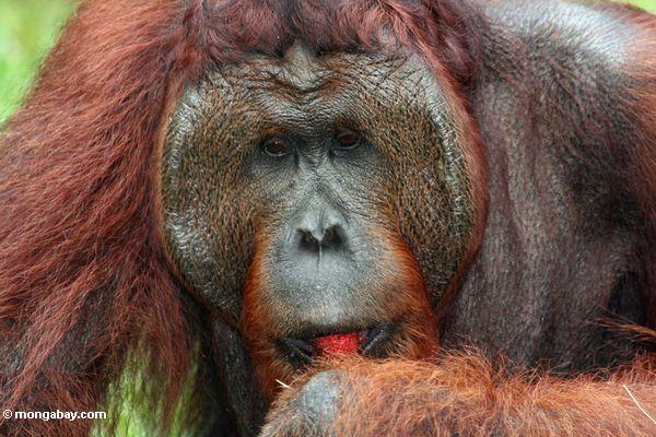Orangutan kalimantan jantan. Foto: Rhett A. Butler