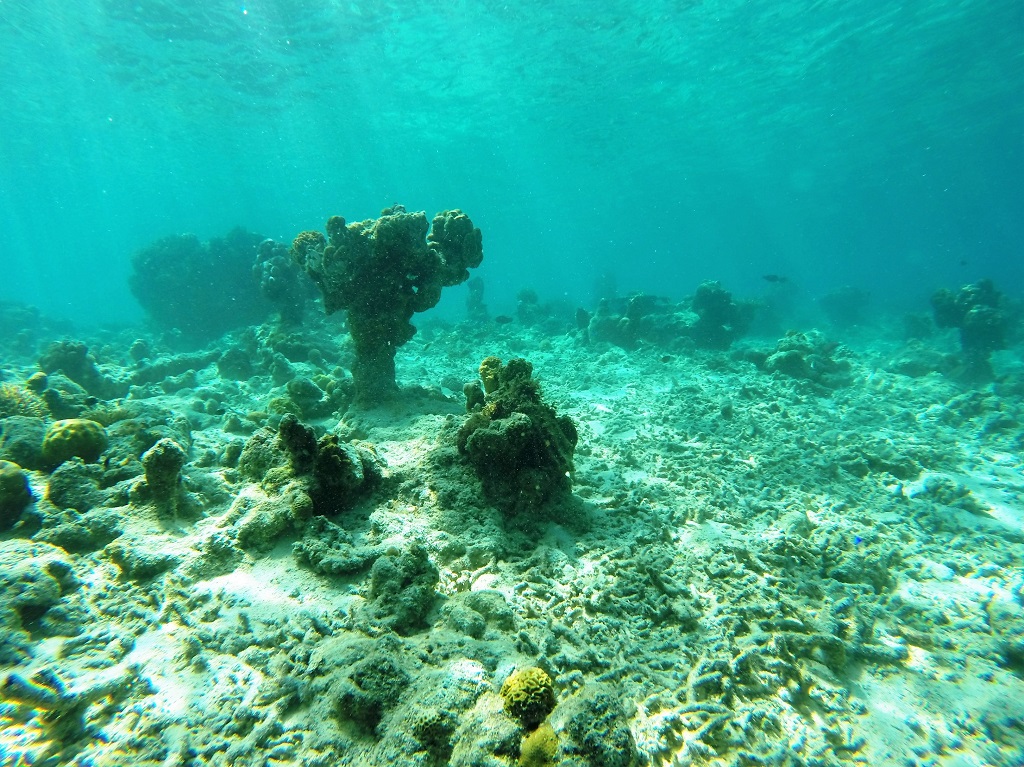 Kondisi karang di Pulau Badi, Pangkep, Sulsel yang rusak karena faktor eksploitasi dan pembiusan untuk penangkapan ikan. Foto: PT Mars Symbioscience Indonesia