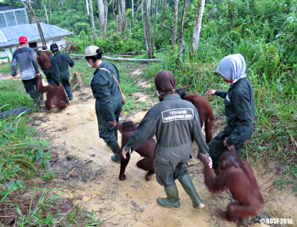 Orangutan kembali pulang setelah seharian belajar di Sekolah Hutan. Foto: BOSF