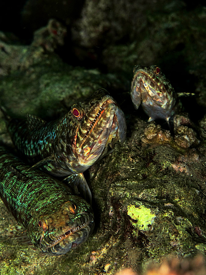 Lizard fish lair, salah satu satwa laut unik yang ada di Selat Lembeh, Sulawesi Utara. Foto : Wisuda