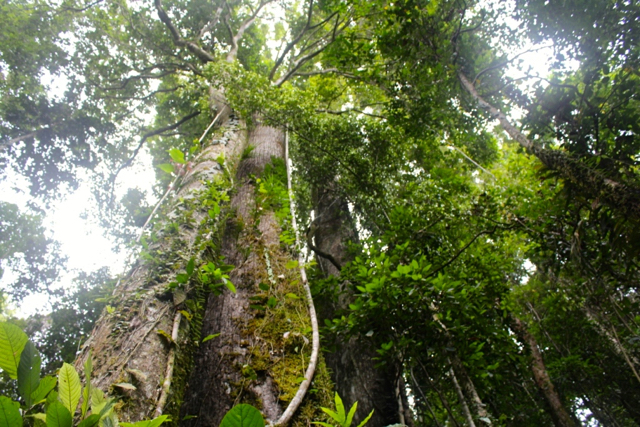 Hutan Mentawai di Siberut Utara, yang masih terjaga. Foto: Vinolia