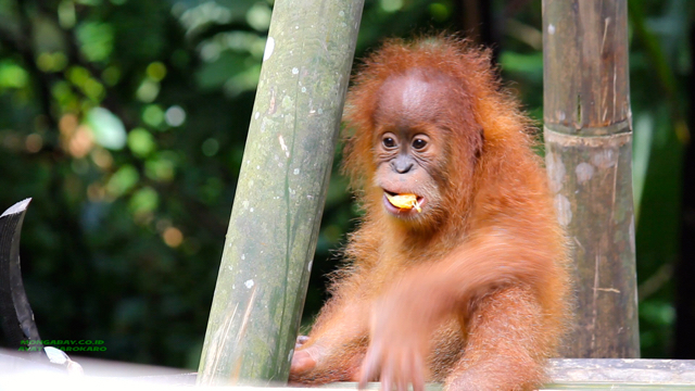 Anak orangutan yang berhasil diselamatkan ini diajarkan bagaimana hidup di alam agar setelah lepas liar bisa bertahan. Foto: Ayat S Karokaro