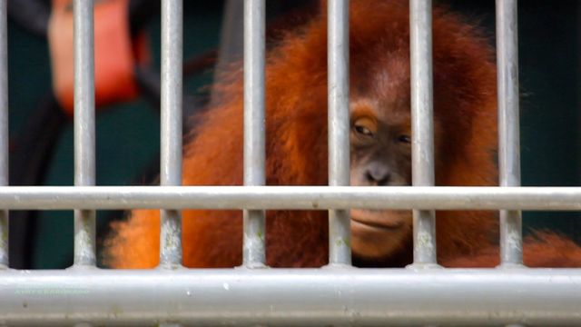 Orangutan dari Karantina Batu Mbelin, akan lepas liar di hutan Jantho. Foto: Ayat S Karokaro