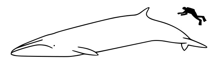Ukuran perbandingan Bryde’s whale dengan manusia. Sumber: Wikipedia