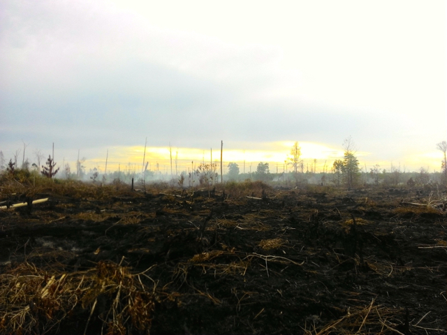 Seratus hektar lahan gambut di Rantau Bais terbakar selama dua pekan lebih meski sudah dilakukan water boombing api masih terus membakar dan meluas. Foto: Zamzami 