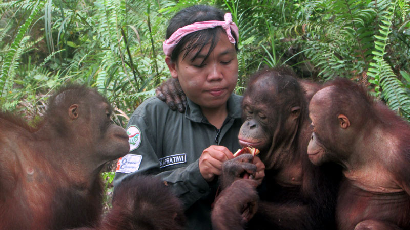 Orangutan diajarkan berbagi makanan dan berteman juga di Sekolah Hutan. Foto: BOSF