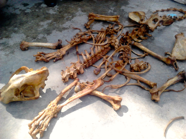 Bersamaan sitaan trenggiling juga ditemukan tulang belulang harimau. Foto: Lili Rambe