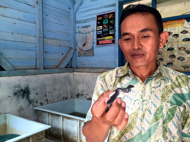 Beben Isyanto, petugas yang tiga tahun terakhir bertanggungjawab melepas tukik, memperlihatkan tukik baru menetas siap lepasliar. Foto: Sapariah Saturi