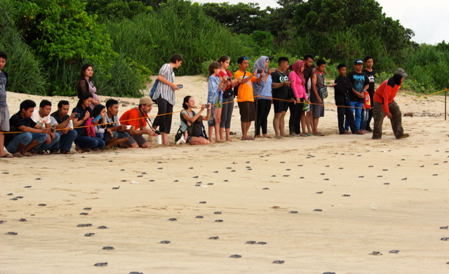 Pengunjung tempat wisata ini antusian mengikuti pelepasan tukik di Pantai Pangumbaan. Foto: Sapariah Saturi