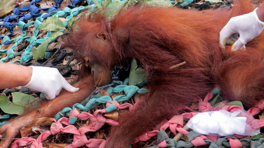 Kokom, orangutan yang diselamatkan saat berada di kebun karet warga. Di lehernya masih melilit tali yang diduga ia merupakan satwa peliharaan yang lepas. Foto: BKSDA Kalbar