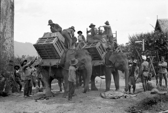 Gajah digunakan sebagai bagian dari kegiatan militer Belanda yaitu mengangkut perbekalan pasukan. Foto: Tropenmuseum