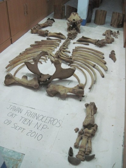 Rangka badak jawa terakhir yang mati dengan luka tembak dan cula menghilang di Taman Nasional Cat Tien, Vietnam. Sumber: Rhino Resource Center/David Brugière