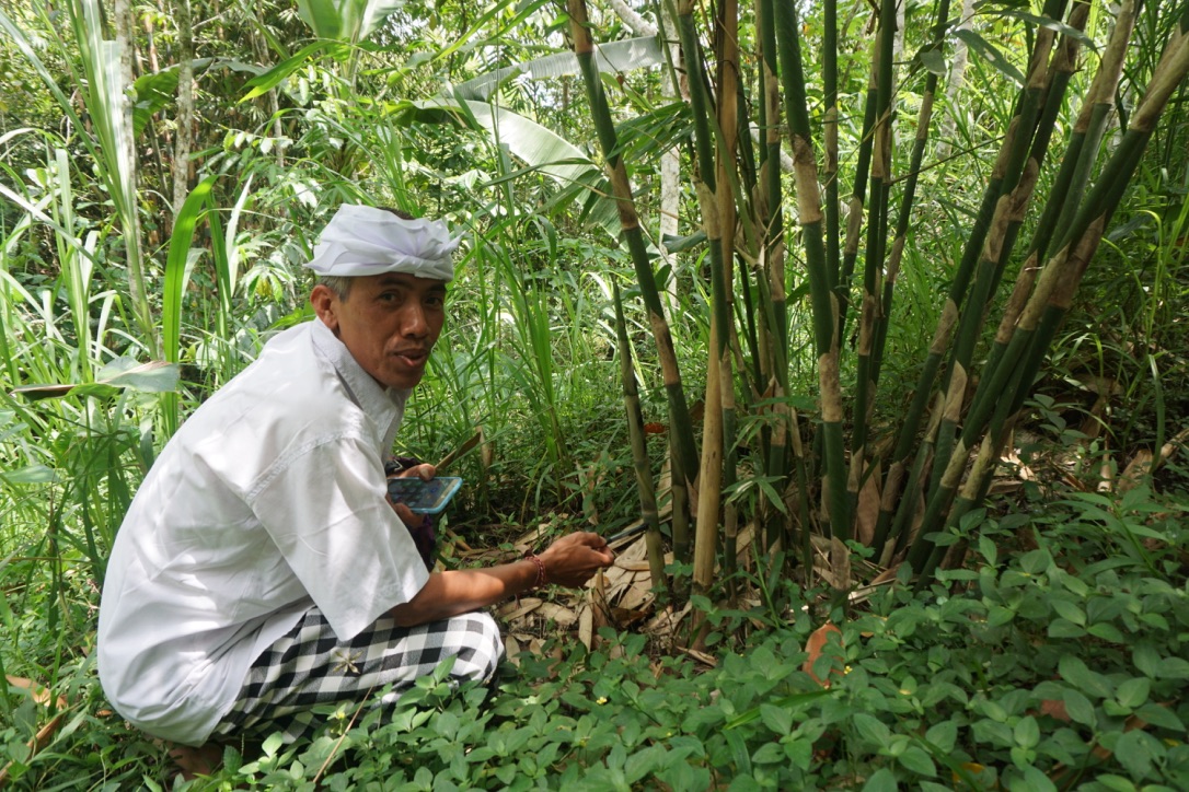 I Nyoman Conto, petani dan pembina KT Hidup Rukun di Banjar Bubungklambu, Desa Batur Tengah, Kintamani, Bangli, Bali memperlihatkan tanaman bambu ang telah mereka tanam pada 2013. Foto : Anton Muhajir