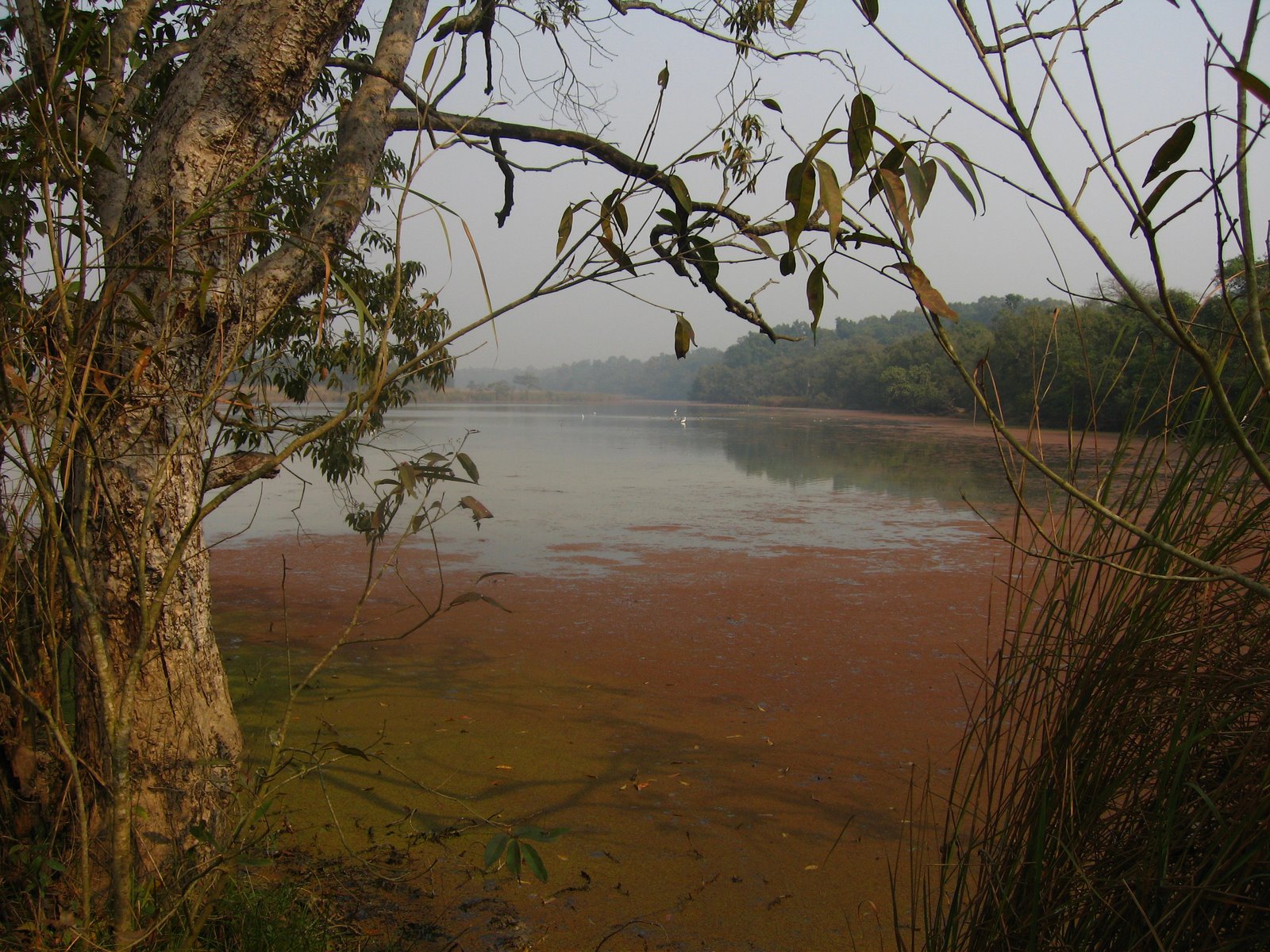 Bentang alam di Dudhwa National Park. Sumber: Wikipedia
