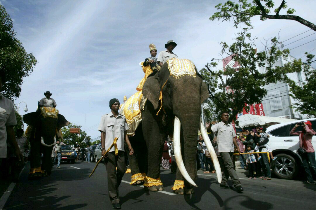 Gajah sumatera yang merupakan bagian dari kehidupan manusia. Dahulunya, mamalia besar ini begitu dihormati dan mendapat tempat terhormat, mengapa sekarang diburu? Foto: Junaidi Hanafiah