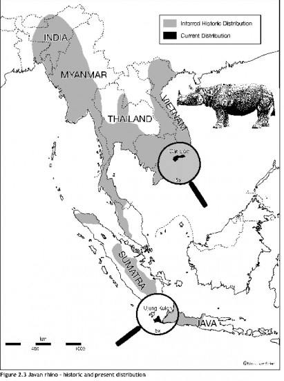 Peta persebaran badak jawa yang kini hanya ada di Taman Nasional Ujung Kulon. Sumber: Rhino Resource Center/Nico van Strien