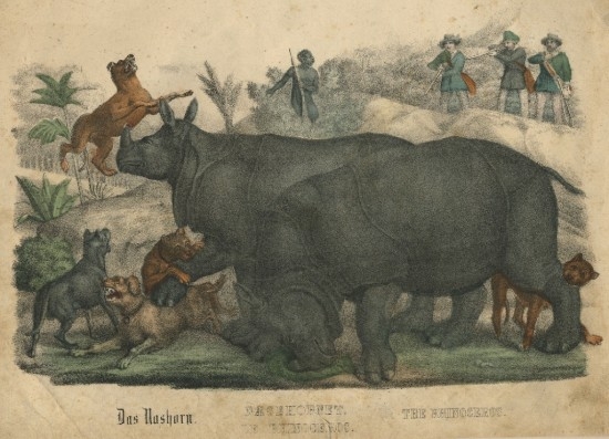 Perburuan badak jawa yang digambarkan tahun 1850. Sumber: Rhino Resource Center
