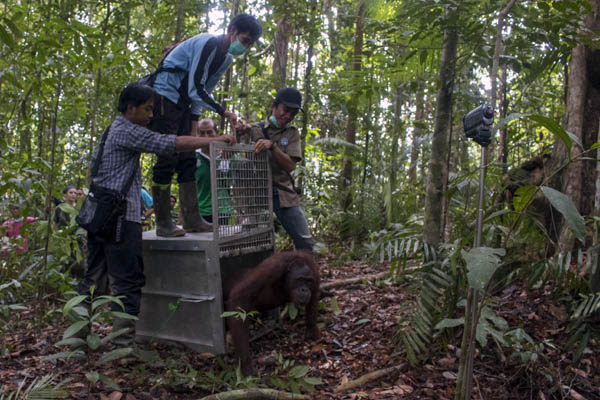 Sebelum dilepasliarkan, orangutan harus direhabilitasi dulu agr sifat liarnya kembali seperti semula. Foto: IAR Indonesia
