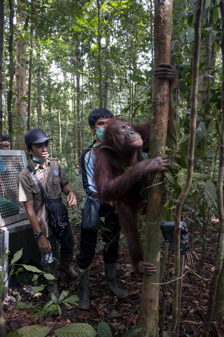 Hutan merupakan rumah asli orangutan, bukan kandang yang membuatnya sebagai satwa peliharaan. Foto: IAR Indonesia