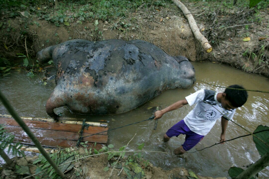 Gajah sumatera yang kini nasibnya mengenaskan, diburu gadingnya dan diracun karena dianggap hama. Foto: Junaidi Hanafiah