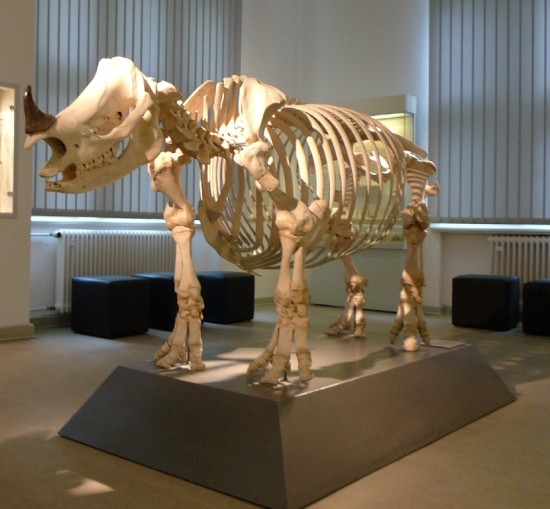 Rangka badak jawa yang tersimpan rapi di Museum Kiel, Jerman. Sumber: Rhino Resource Center/Herman Reichenbach