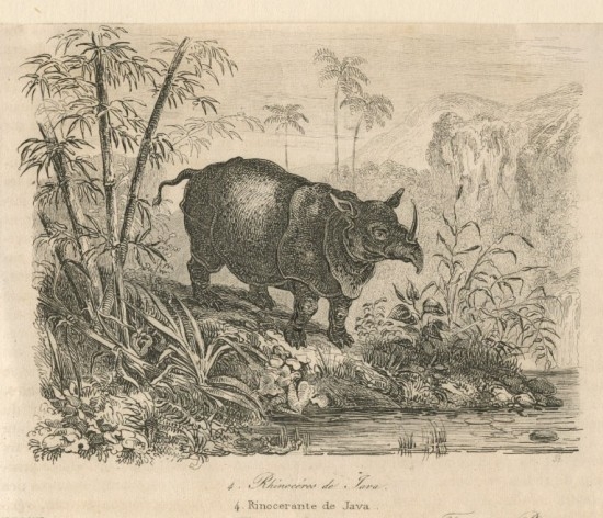 Gambaran kehidupan badak jawa yang dilukiskan tahun 1834. Sumber: Rhino Resource Center/ Capt. Dumont d'Urville