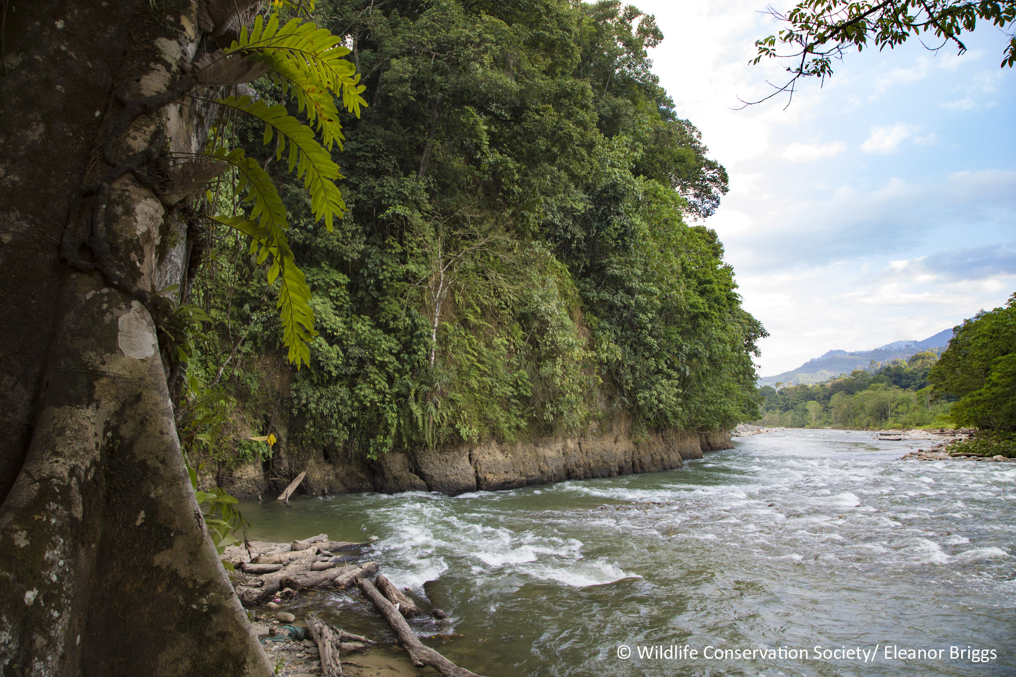 Lansekap Taman Nasional Gunung Leuser yang asri. Foto: WCS/Eleanor Briggs