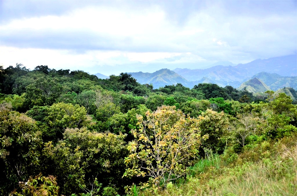Wilayah adat Kaluppini, Enrekang, Sulawesi Selatan berada di ketinggian 1.070 mdpl dengan akses jalan yang sulit diakses. Kondisi hutan masih terjaga dan menjadi bagian dari ritual adat. Foto: Wahyu Chandra