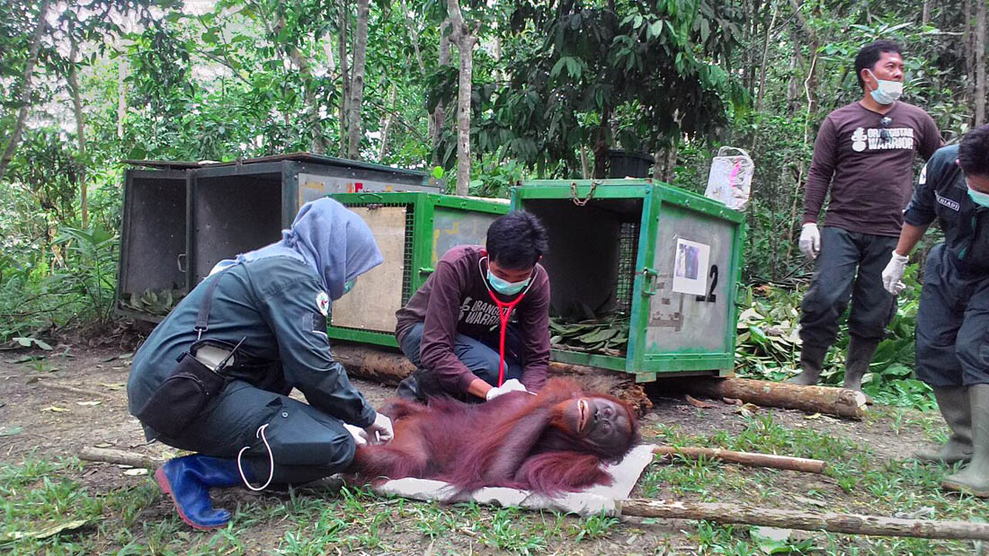 Kondisi orangutan terus dipantau, agar nantinya dapat hidup di alam liar tanpa gangguan kesehatan. Foto: BOSF