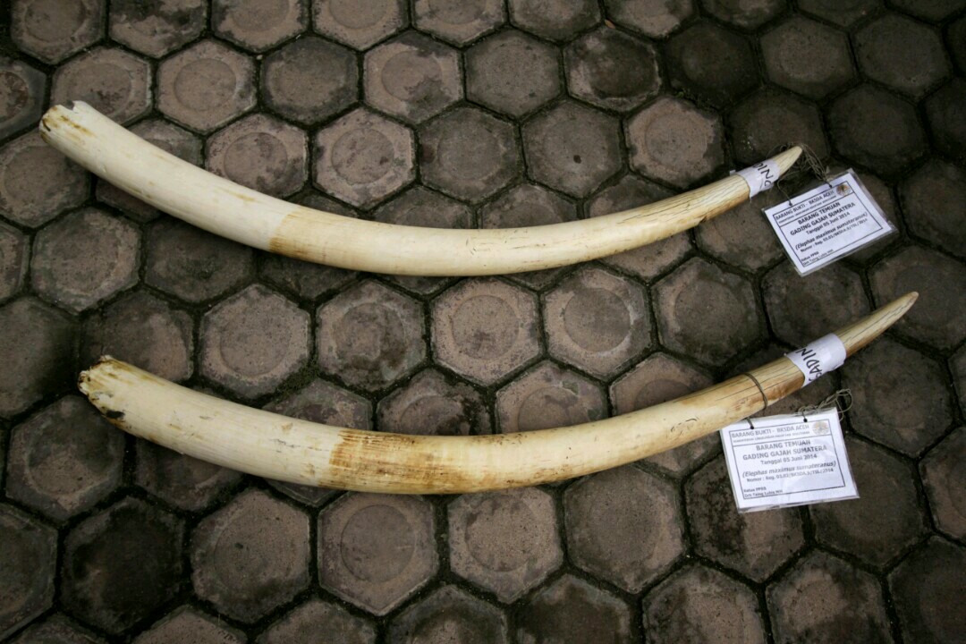 Gading gajah yang menjadi alasan pemburu untuk membunuh satwa yang merupakan bagian dari kehidupan manusia ini. Foto: Junaidi Hanafiah