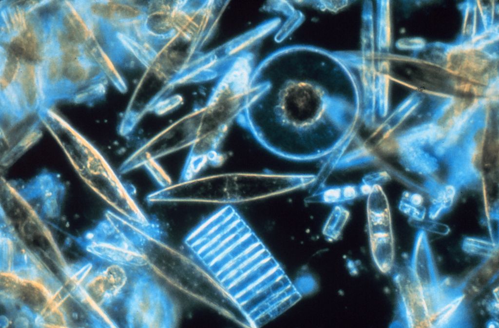 phytoplankton yang memproduksi makanan, perannya sangat krusial sekali bagi ekosistem kehidupan. Sumber: Wikipedia