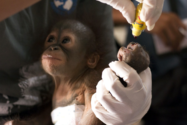 Bayi orangutan bernama Paijo yang diserahkan masyarakat. Foto: IAR Indonesia