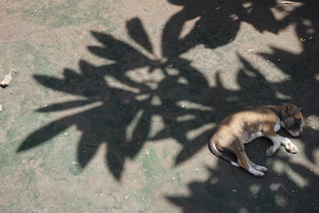 Salah satu anjing sakit yang sedang dirawat oleh Dewi. Foto : Anton Muhajir