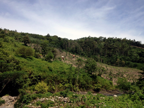 Pembukaan lahan untuk perkebunan kopi di sekitar Sungai Lim atau tak jauh dari air terjun panjang. Foto: Taufik Wijaya