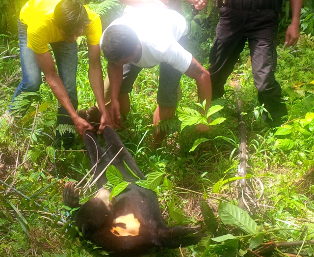 Beruang madu terjerat perangkap yang dipasang warga buat tangkap babi. Foto: Yuliswan